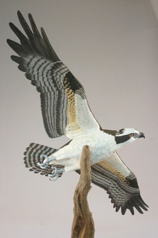 osprey